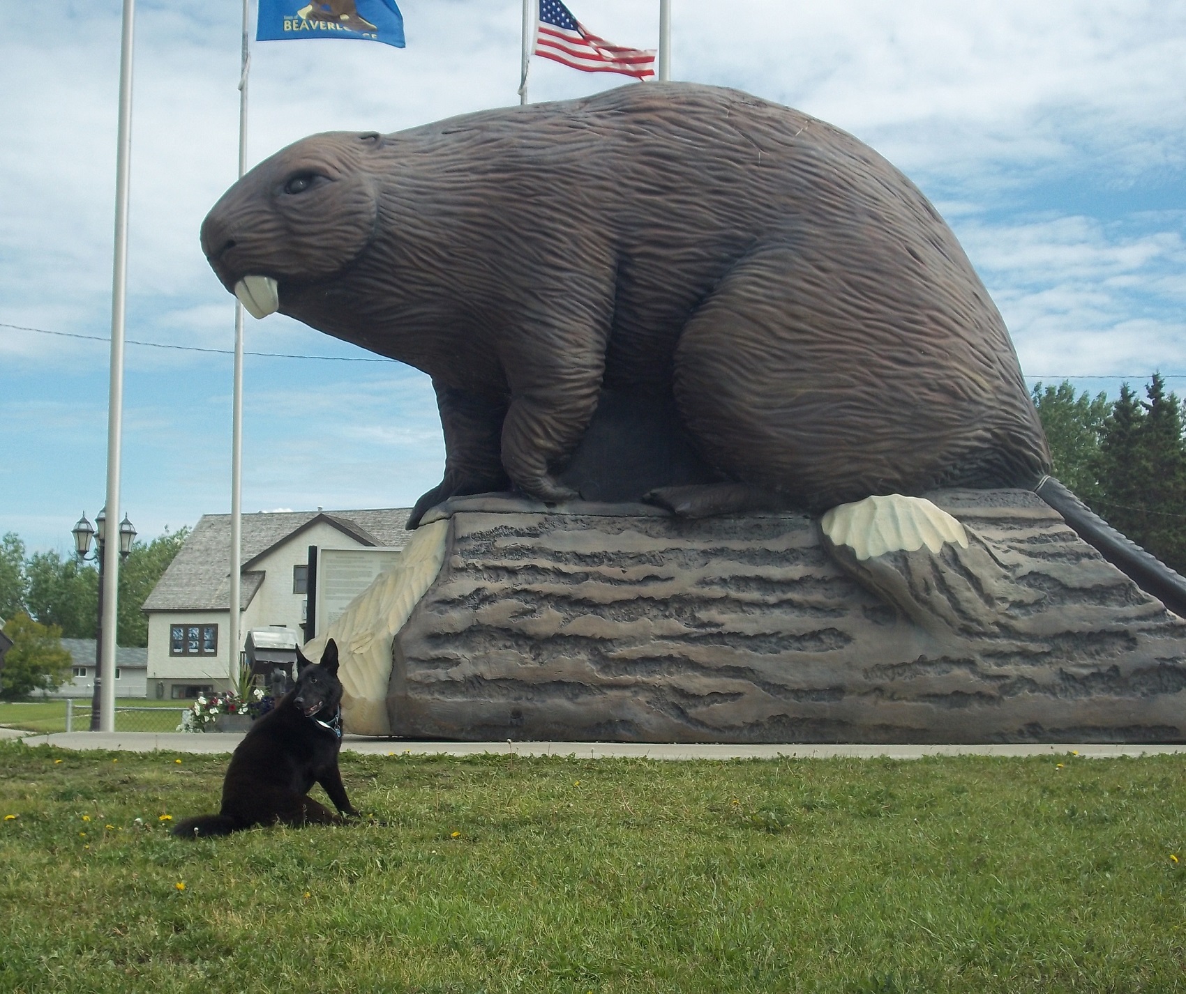 worlds largest beaver alberta canada