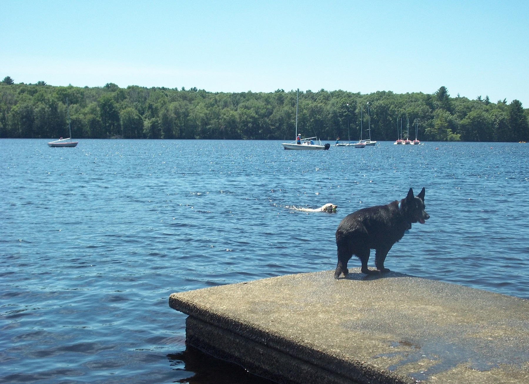 oscar playing at hopkinton state park