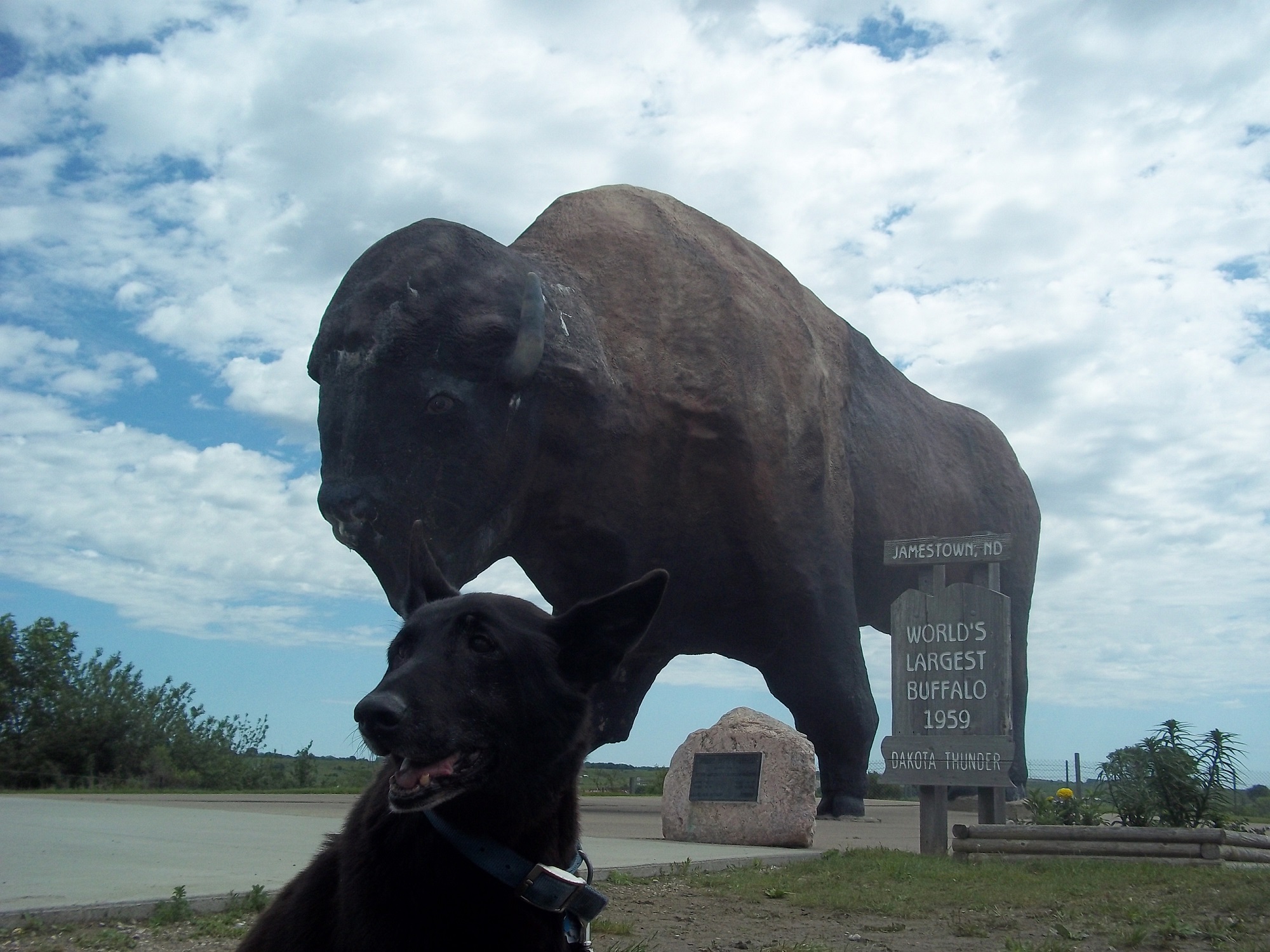 oscar and worlds largest buffalo