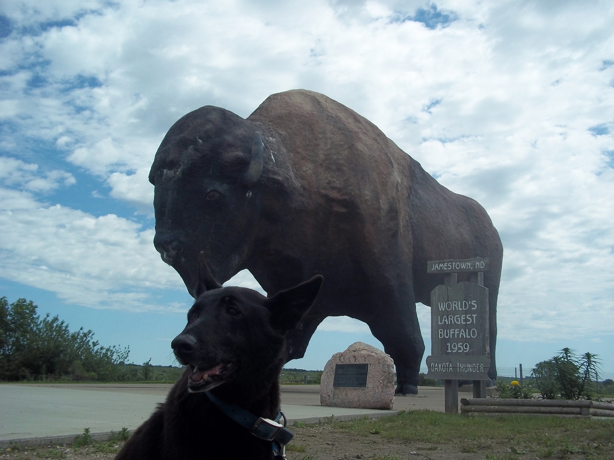 oscar and worlds largest buffalo